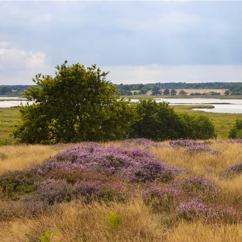 Explore the forests, marshes and beaches of Suffolk