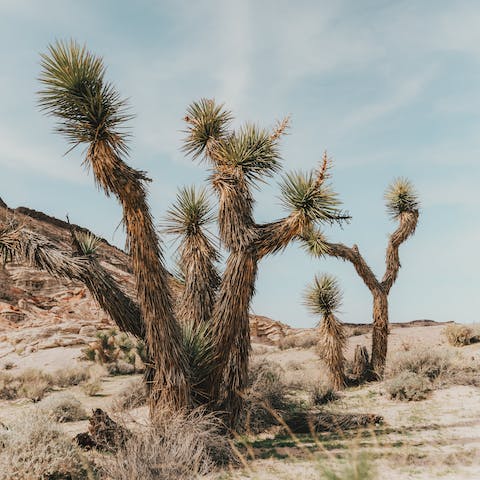 Drive to Joshua National Tree's West Entrance in two minutes and spend the day hiking through the desert