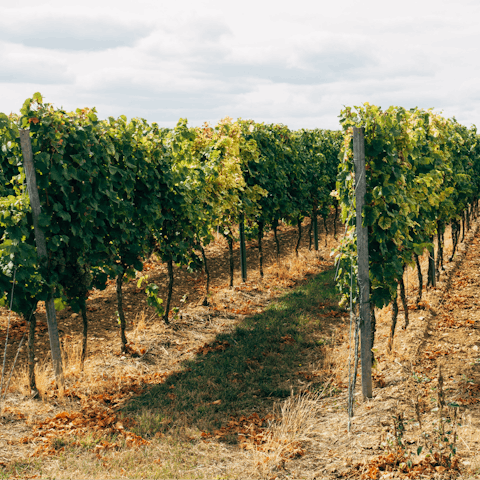 Take a tour through a local vineyard – your host is happy to organise this for you