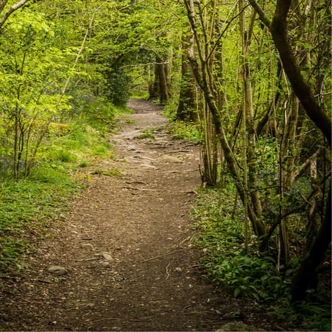 Go for a walk in the Cumbrian woods opposite and listen to the birdsong 