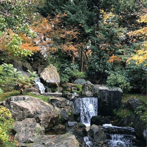Hop in a taxi and take a ten-minute drive to the Japanese gardens at Holland Park