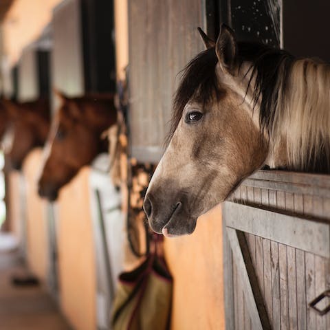 Saddle up at the riding school in Ialysos – it's only nine minutes away by car