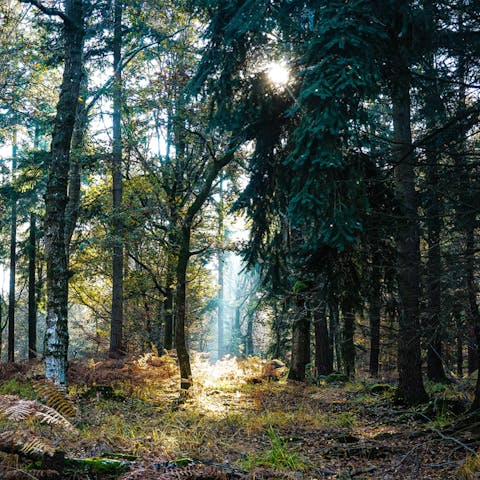 Walk the riverside path to the village of Meifod, a half-hour walk