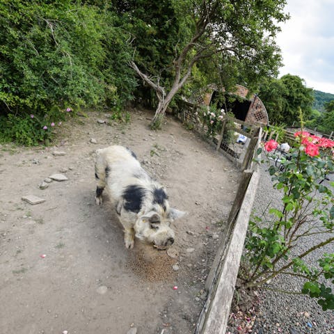 Get to know the neighbours on this working farm in Vyrnwy Valley