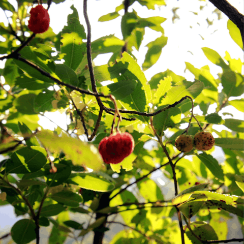 Go for a relaxing stroll beneath the fragrant fruit trees of Benalauría, a short drive from home