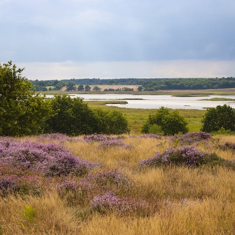 Grab your walking boots and head off across Suffolk's heaths