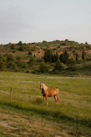 Pine & Rhone image 6