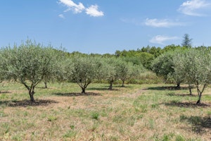 The Prosecco Garden image 13