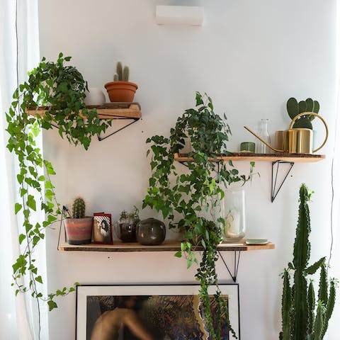 Plant filled shelves