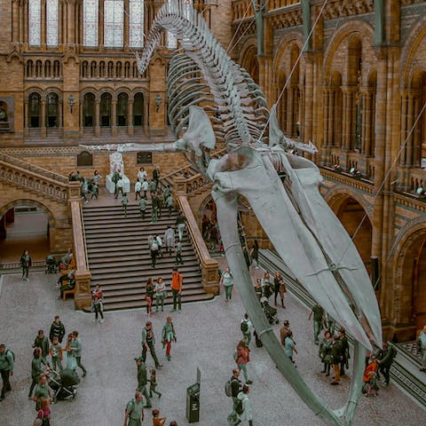 Visit the Natural History Museum, around a five-minute stroll away