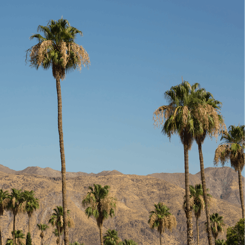 Take a ponder into the heart of Palm Springs world-renowned canyons