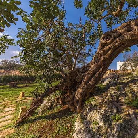 Wander through the ancient olive groves