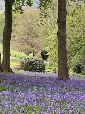 Every Wild Bluebell image 14