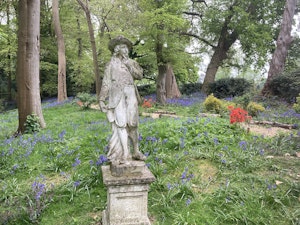 Every Wild Bluebell image 5