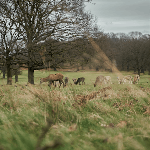 Pay a visit to the deer in Richmond Park, only fifteen minutes' drive away