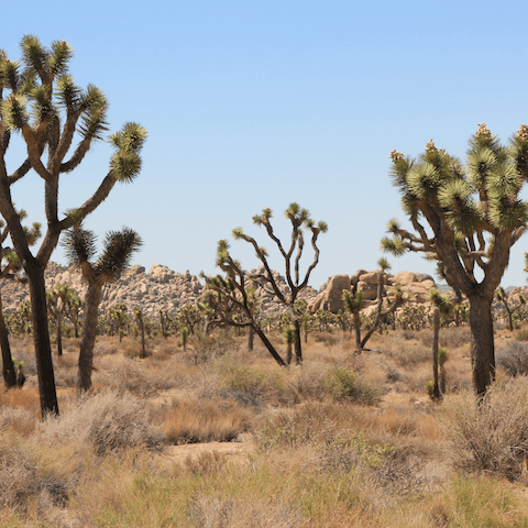 Get lost in the wilderness of Joshua Tree National Park 