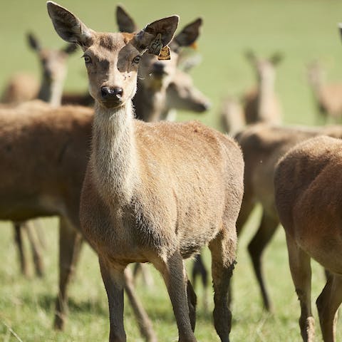 Arrange a walking tour of the deer park, visible from the house