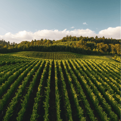 Explore the wineries of St Helena – it's only 8 miles north