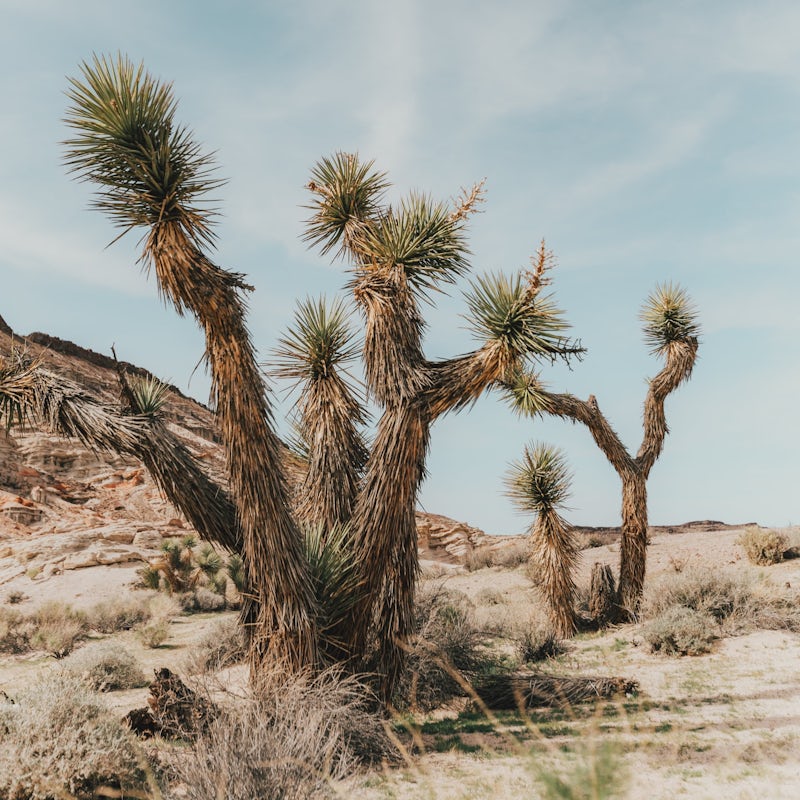 Head deep into Joshua Tree National Park – it starts just eighteen minutes away