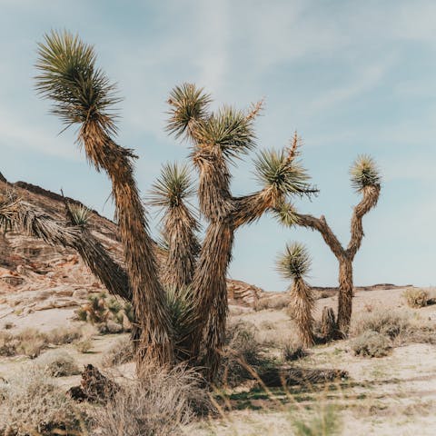 Head deep into Joshua Tree National Park – it starts just eighteen minutes away