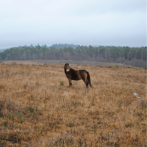 Explore Exmoor's many footpaths and meet the wild ponies