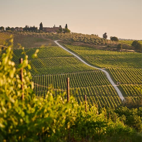 Explore beautiful vineyards in the region of Puglia