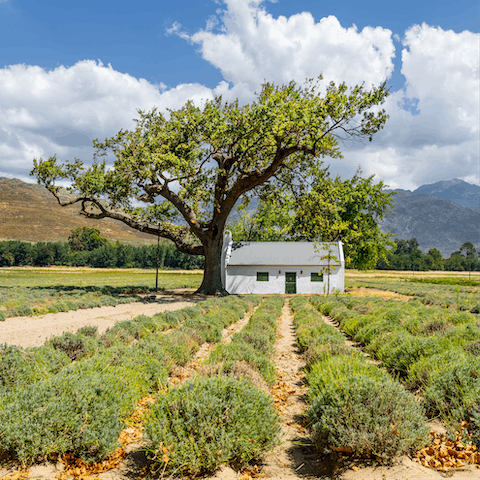 Explore the Cape Winelands right on your doorstep