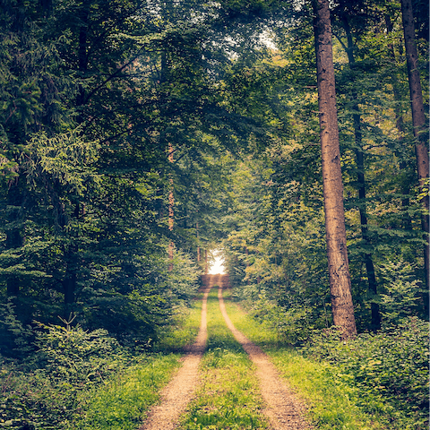 Discover the pine-tree trails of Germany's Black Forest