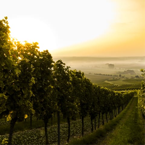 Enjoy a vineyard tour and tasting, arranged by your host