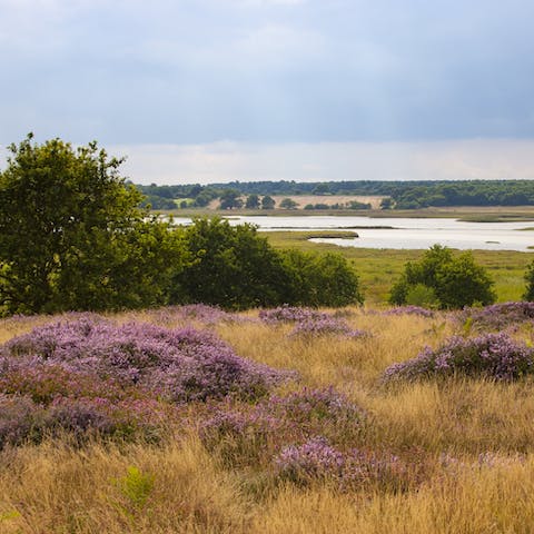 Explore the trails and nature reserves of Suffolk Heath AONB, which surrounds you