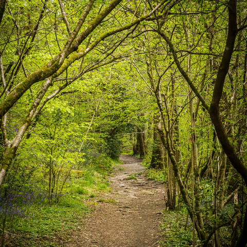 Wander the lush English countryside at South Downs National Park