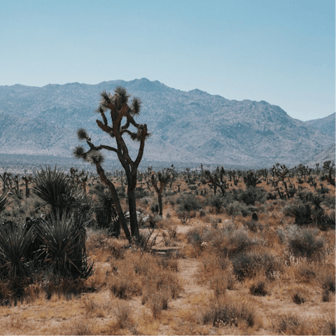 Take a day trip to Joshua Tree National Park, a forty-five-minute drive away