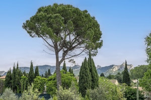 The Harmony of Nature image 11