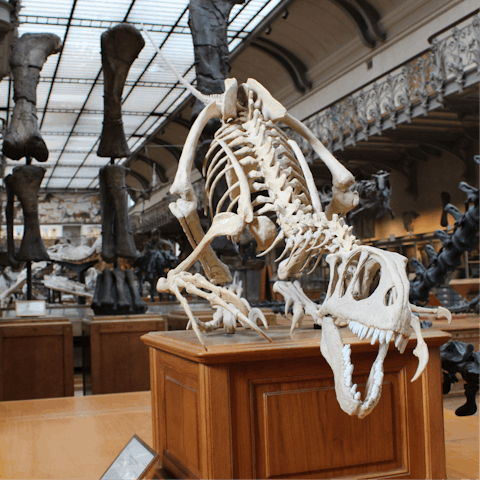 Visit the Museo Nacional de Ciencias Naturales, a short walk away