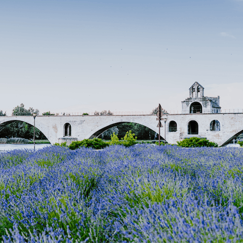 Take a day trip to visit the captivating city of Avignon