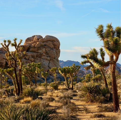Stay 15 minutes' drive from the entrance to Joshua Tree National Park