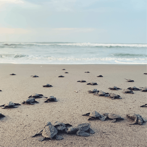 Visit tranquil Achziv beach, where sea turtles lay their eggs in the summer