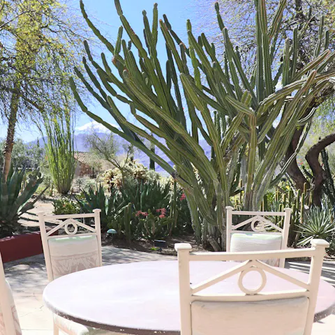 Gather for an alfresco dinner surrounded by cacti