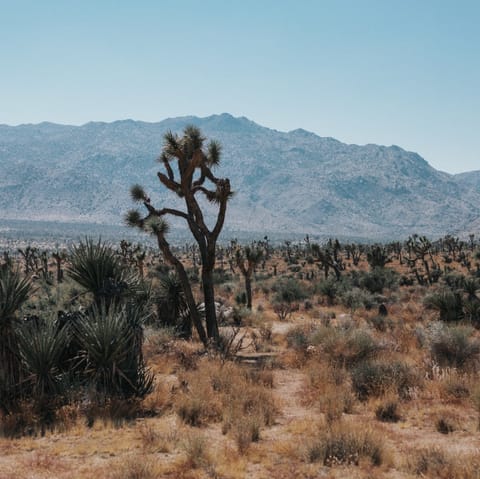 Drive forty five minutes to explore the mystical Joshua Tree National Park