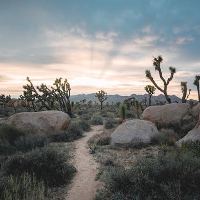 Get up close and personal with scenic Joshua Tree National Park