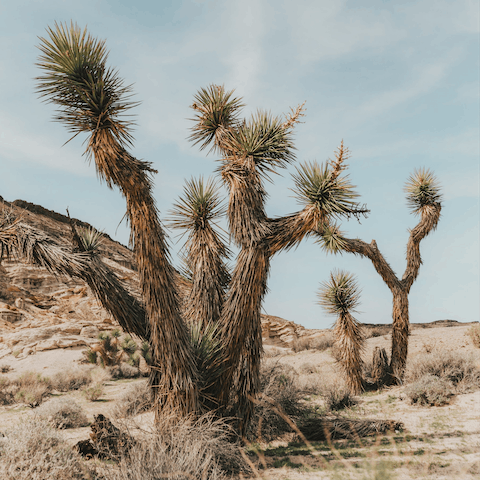 Hike through Yucca Valley and beyond, to find truly wild surroundings