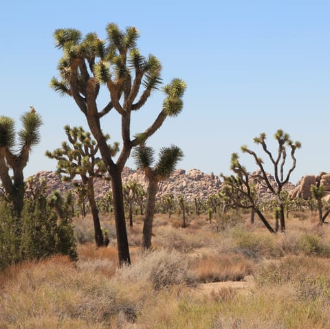 Explore the stunning landscapes of Joshua Tree National Park, just a twenty-five minute drive away