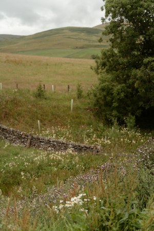 Hedgerow & Yarrow image 11