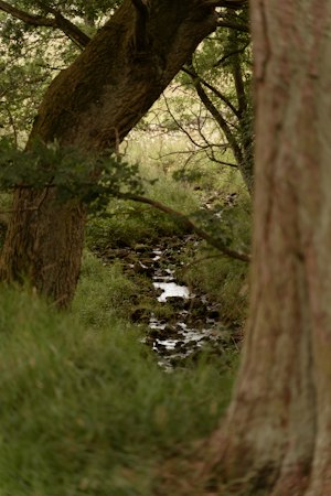 Hedgerow & Yarrow image 7