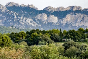 The Hilltop Vineyard image 15