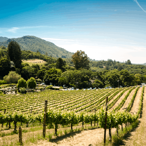Tantalise your tastebuds on a wine tour of nearby vineyards