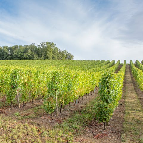 Try the grape varieties grown in the vineyard