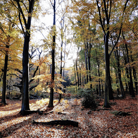 Explore the beautiful Berkshire countryside –⁠ Swinley Forest is just a twenty-five-minute drive away