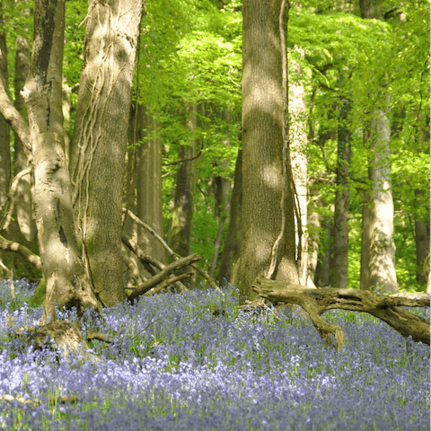 Stay in the Wye Valley and embark on walks through bluebell woods