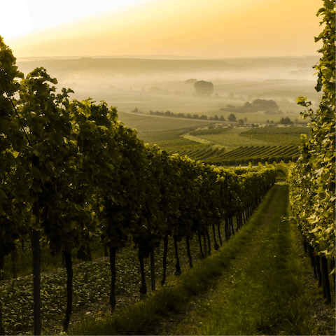 Discover the world of wine from the origin at a local vineyard